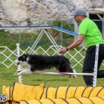 Dog Agility Trials Bermuda, March 28 2015-37
