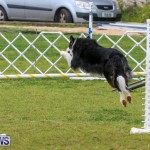 Dog Agility Trials Bermuda, March 28 2015-38