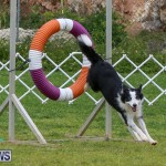 Dog Agility Trials Bermuda, March 28 2015-41