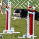 Dog Agility Trials Bermuda, March 28 2015-44