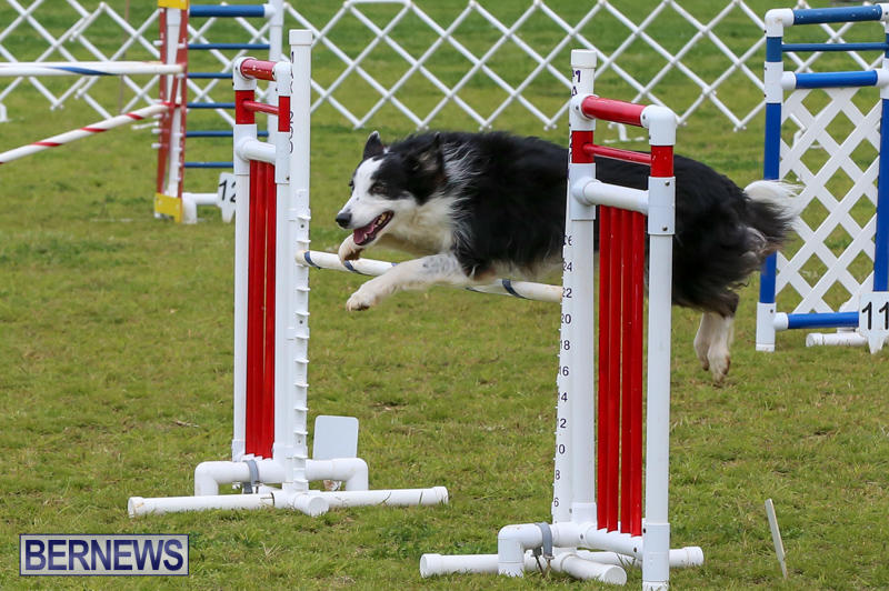 Dog-Agility-Trials-Bermuda-March-28-2015-44