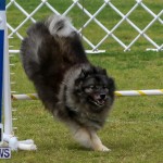 Dog Agility Trials Bermuda, March 28 2015-49