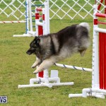 Dog Agility Trials Bermuda, March 28 2015-51