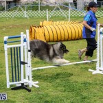 Dog Agility Trials Bermuda, March 28 2015-56