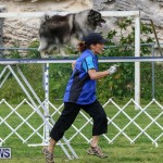 Dog Agility Trials Bermuda, March 28 2015-61