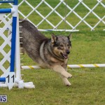 Dog Agility Trials Bermuda, March 28 2015-69