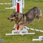 Dog Agility Trials Bermuda, March 28 2015-72