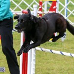 Dog Agility Trials Bermuda, March 28 2015-91