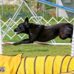 Dog Agility Trials Bermuda, March 28 2015-99