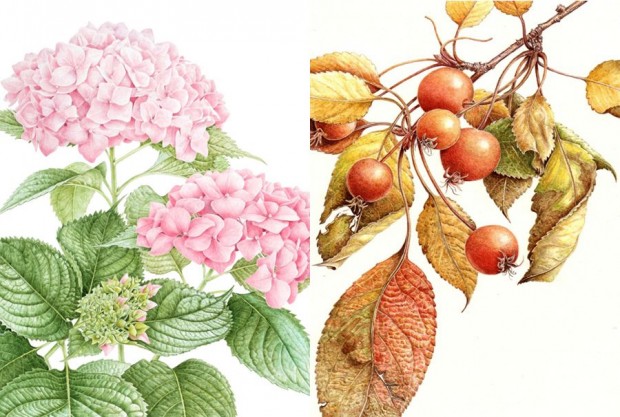 best botanical Hydrangea and Malus baccata Fall leaves collage art 1