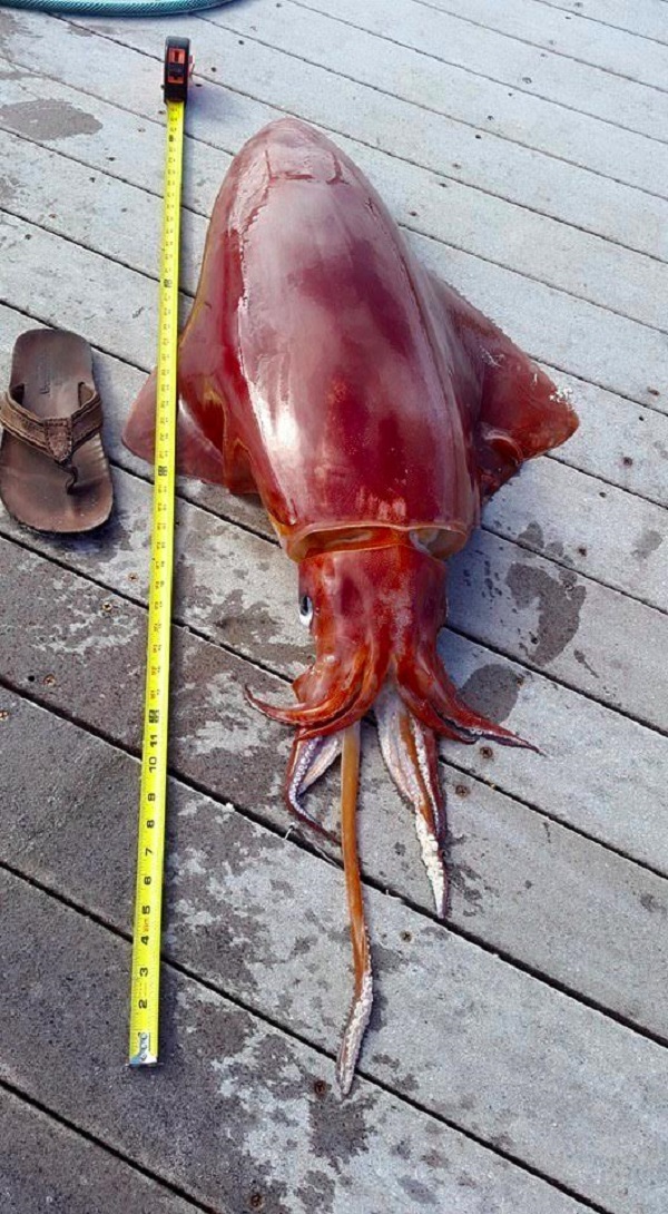 giant squid bermuda march 2015