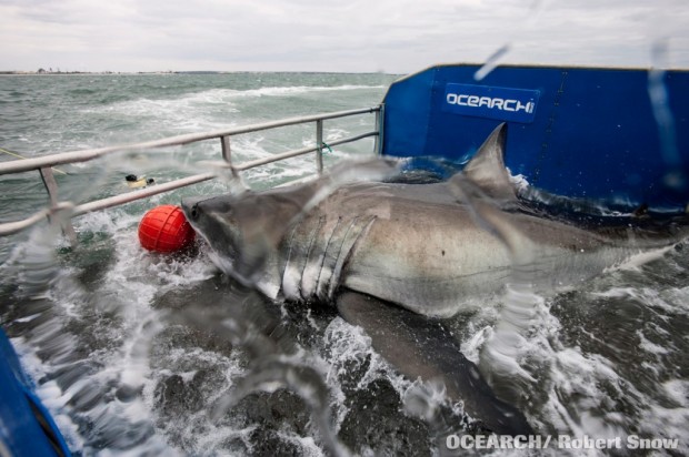 shark lydia great white