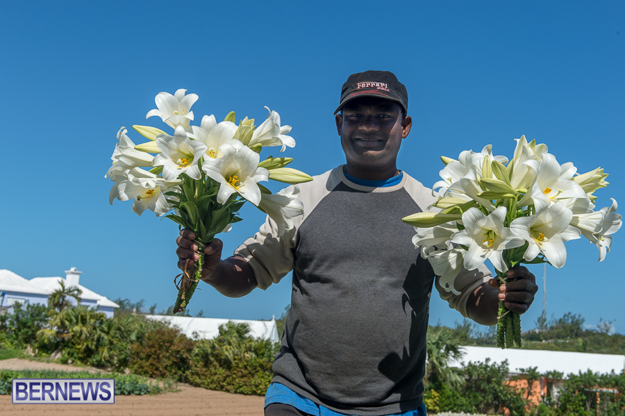Bermuda-easter-lilies-2015-18