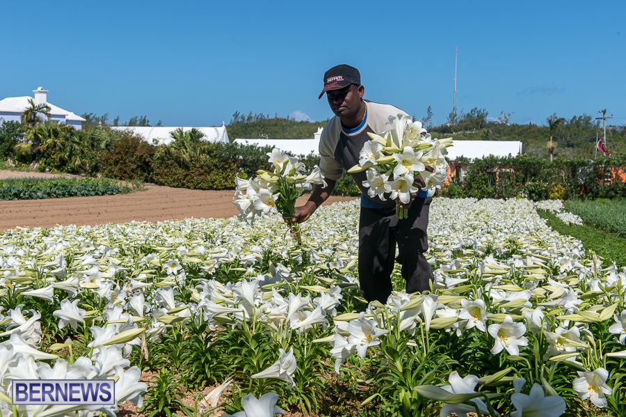 Bermuda-easter-lilies-2015-2