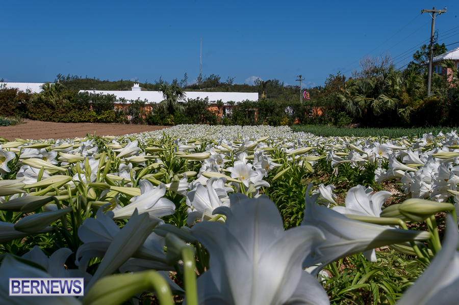 Bermuda-easter-lilies-2015-7