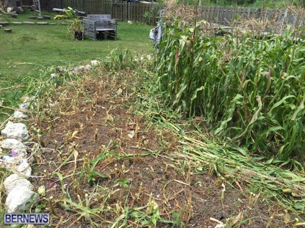 Corn Garden May 2015 Bermuda (4)