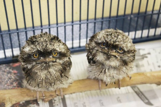 Tawny Frogmouth chicks bermuda may 2015