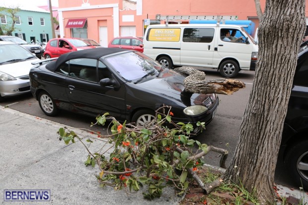 car tree bermuda may 2015 (1)