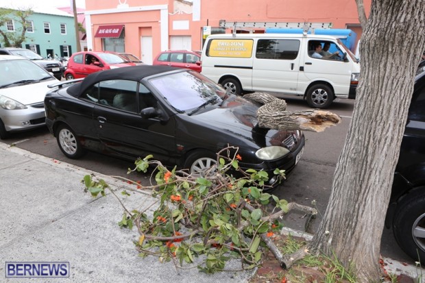 car tree bermuda may 2015 (4)