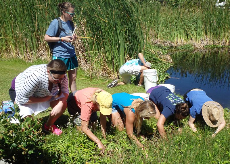 Hunting for frogs and discovering the effects of pollution on Bermudas aquatic environments