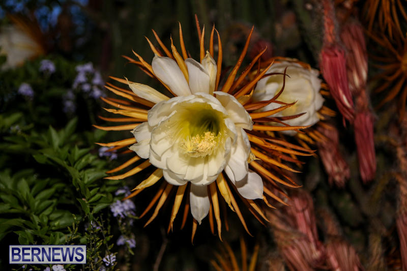 Night-Blooming-Cereus-Flowers-Bermuda-June-24-2015-14