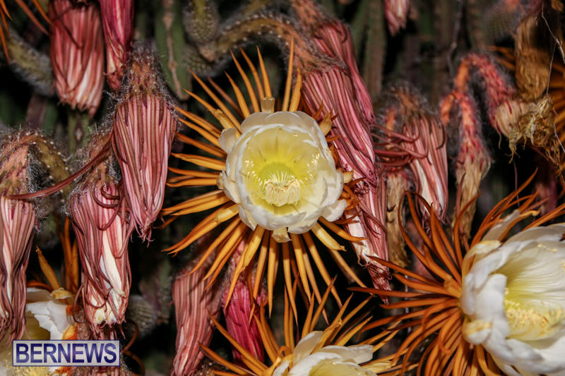 Night-Blooming-Cereus-Flowers-Bermuda-June-24-2015-21