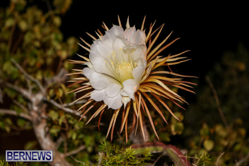 Night-Blooming-Cereus-Flowers-Bermuda-June-24-2015-28