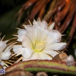 Night Blooming Cereus Flowers Bermuda, June 24 2015-34