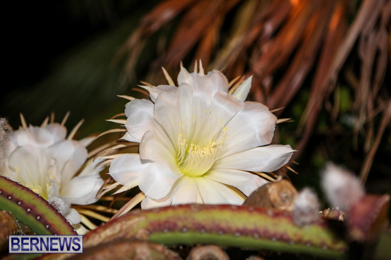 Night-Blooming-Cereus-Flowers-Bermuda-June-24-2015-34