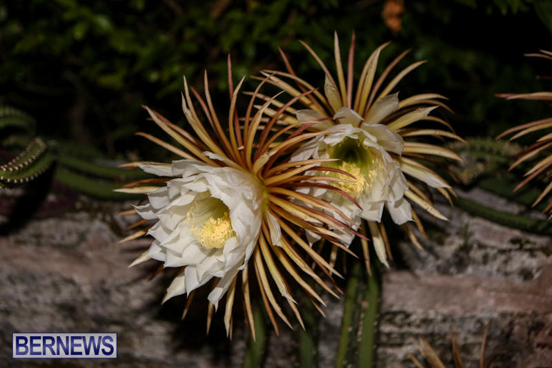 Night-Blooming-Cereus-Flowers-Bermuda-June-24-2015-49