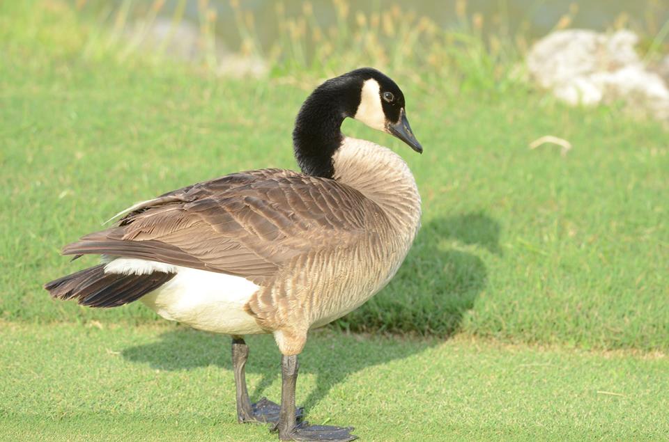 canada-goose-bermuda-june-2015-2