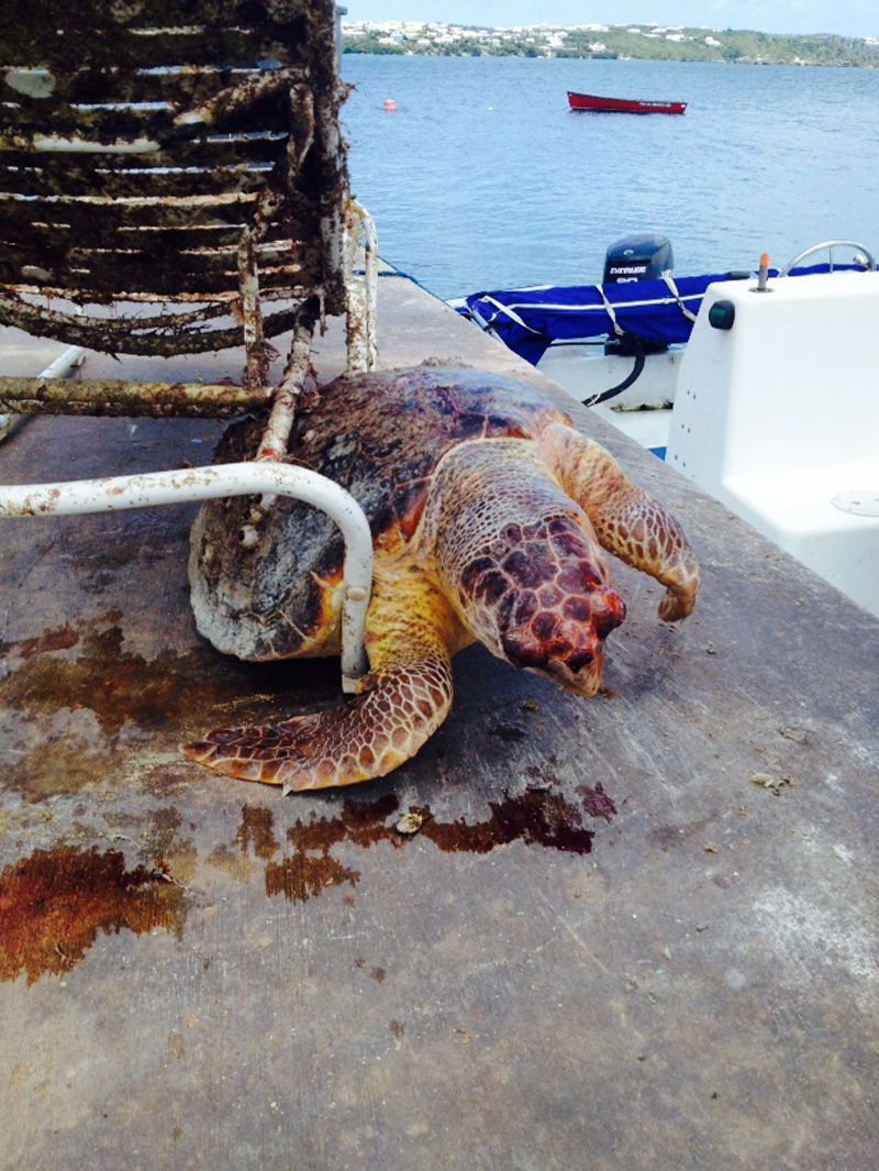 Turtle Found Dead With Fishing Line Tangled Around Its Throat