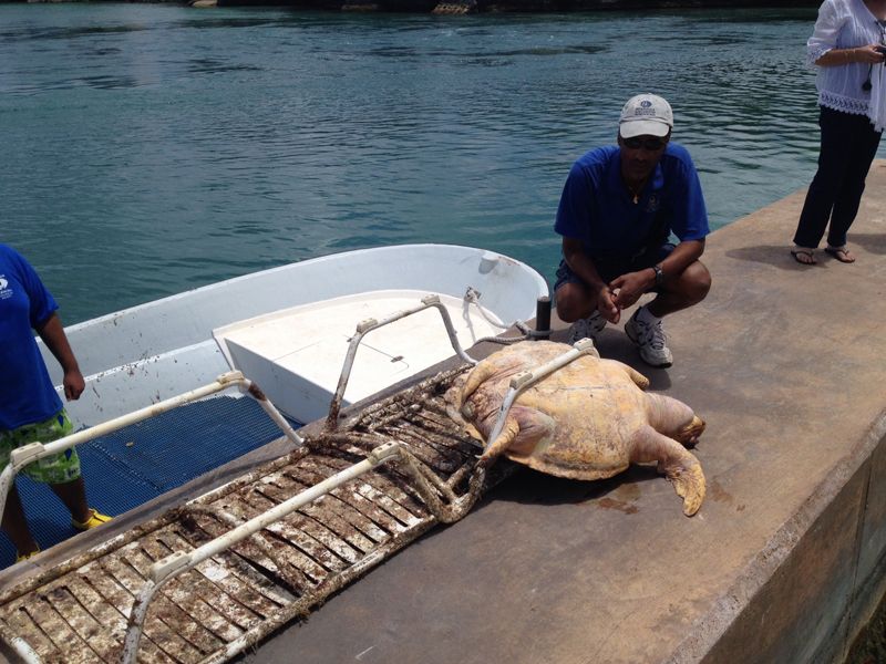 dead sea turtle june 25 2015 2