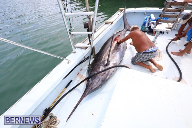 bermuda marlin july 2015 (3)