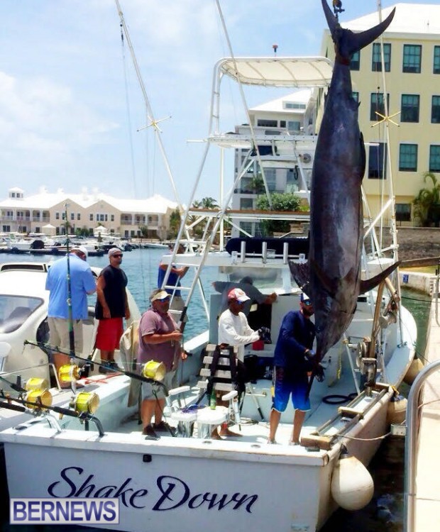 large marlin bermuda july 2015 (2)