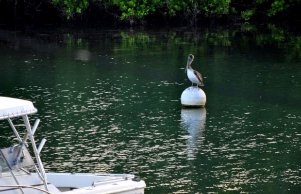 brown pelican bermuda 2015