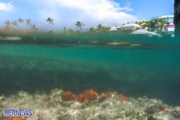 520 Underwater Bermuda generic September 2015