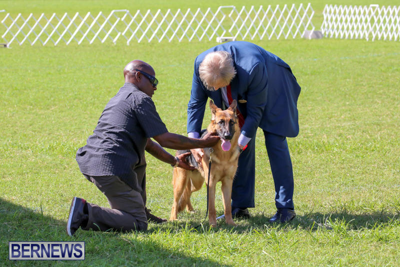 Dog-Show-Bermuda-October-24-2015-18