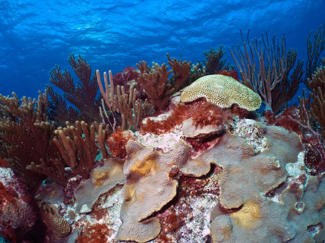 underwater-bermuda-by-Sergey-Goncharov-18
