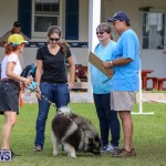 Dogs Agility Bermuda, November 7 2015-15