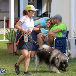Dogs Agility Bermuda, November 7 2015-16