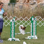 Dogs Agility Bermuda, November 7 2015-22