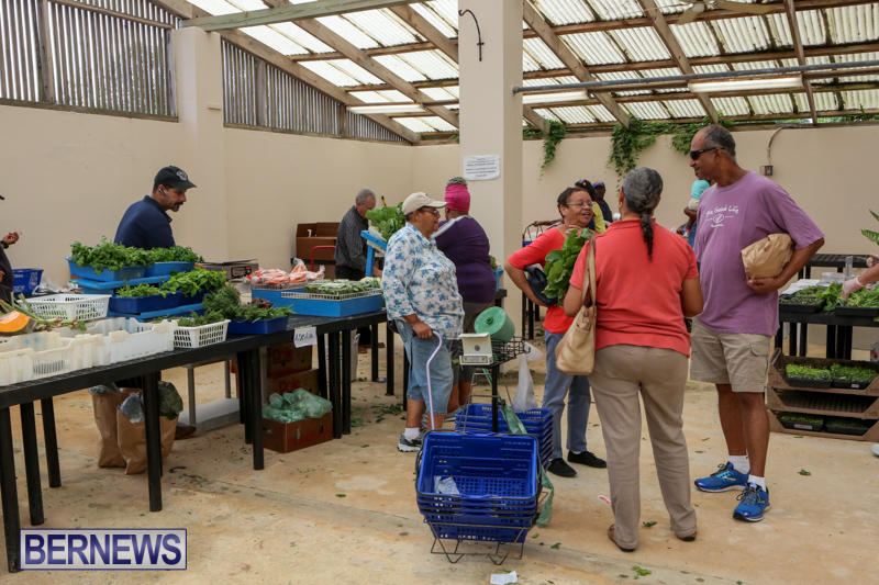 Farmers-Market-Bermuda-November-28-2015-43