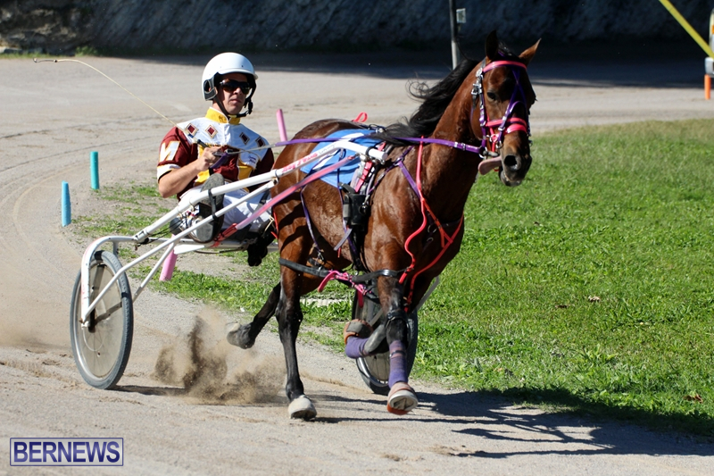 Bermuda-Harness-Pony-Racing-Dec-2015-11
