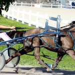 Bermuda Harness Pony Racing Dec 2015 (7)