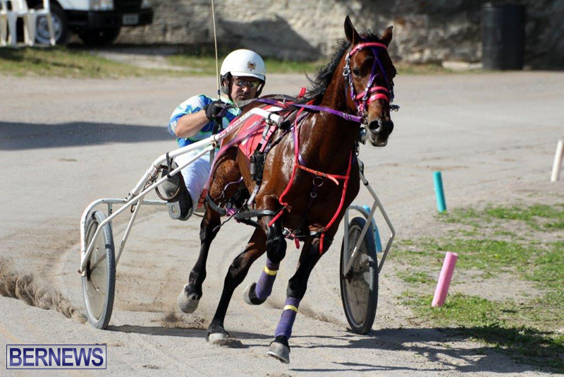 Harness-Pony-Racing-Bermuda-Jan-13-2016-11
