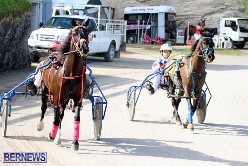 Harness-Pony-Racing-Bermuda-Jan-13-2016-2