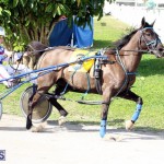 Harness Pony Racing Bermuda Jan 13 2016 (6)