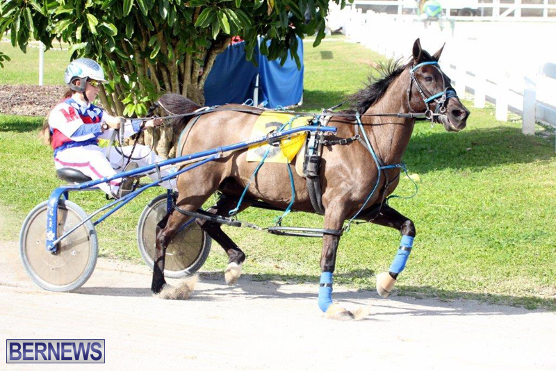 Harness-Pony-Racing-Bermuda-Jan-13-2016-6