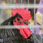 Poultry Show Bermuda, February 20 2016 (12)